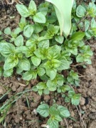 Oregano lebiodka wieloletnie ,sadzonka