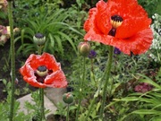 Mak wschodni czerwony 100 nasion