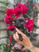 Chihuahua - wspaniały maluch gotowy do nowego domu, hodowla LAUBERT