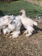 Brahma Olbrzymia Pisklaki Kurczaki