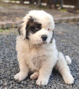 Szczeniaki BERNARDYN