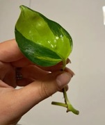 Epipremnum neon joy pędówki kiwi