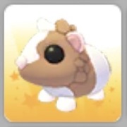 Adopt me Chocolate Dutch Guinea Pig Roblox