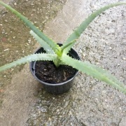 Aloes drzewiasty Aloe vera sukulent leczniczy