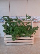 Skrzyneczka na zioła