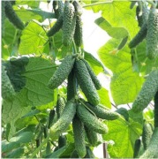 Ogórek Kaminari F1 - Nasiona Holenderskie