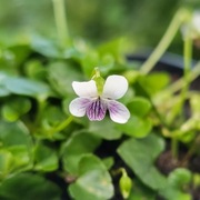 Fiołek / Viola verecunda var. yakusimana