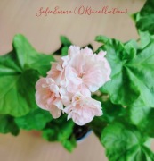 sadzonka pelargonii Sophie Emma 