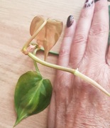 Philodendron carnival filodendron cięty szczyt 