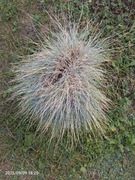 Kostrzewa sina duża sadzonka