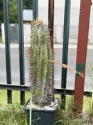 Kaktus kaktusy astrophytum ornatum