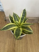 Sansewieria Sansevieria ,,golden hahnii”