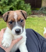 Jack Russell Terrier od # BENEK Smartie Jacks # piesek wkrótce do odbioru