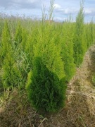 Tuja szmaragd 170cm +