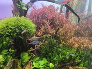 Rotala Rotundifolia Red