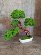Drzewko bonsai. Mech Chrobotek.Prezent. Dekoracje wnętrz 