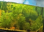 Sprzedam rybki Gupiki 6zł szt.