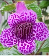 Gloximannia She's Dancing, rodzina primulina, skrętnik,fiołek afrykański 