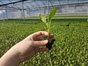 PRODUKCJA ROZSADY WARZYW 