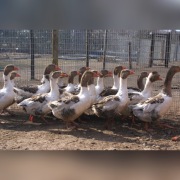 jaja lęgowe gęsi kartuskich siodłatych oraz ptaki