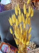 lagurus dmuszek jajowaty trawa suszony żółty jasny 