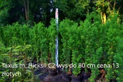 Taxus media Hicksii cis Hicksii na żywopłoty