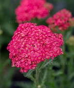 Krwawnik Sassy Summer Taffy 