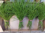 Jagodzina wianki dekoracje