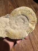 Dwa ładne amonity z Jury Krakowsko Częstochowskiej