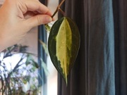 Hoya Macrophylla Pot Of Gold
