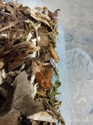 Porcellionides pruinosus „Red Koi” – isopody jak żywe rybki koi!