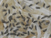 Muszka owocówka (Drosophila hydei), nielot. Pojemnik z dozowniczkiem!