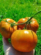 TERRA COTTA THORBURN's nasiona Pomidor Kolekcjonerski