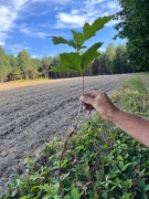 Sadzonka dębu czerwonego