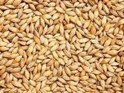 Jęczmień paszowy. Dla gołębi, drobiu, gryzoniom. 20kg