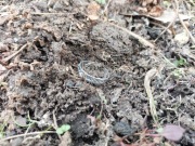 Poszukiwania wykrywaczem zagubionych przedmiotów