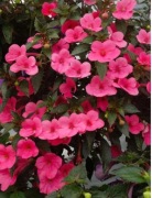 Achimenesy kłącze Charm 