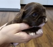 Shih tzu, szczeniaki z genem czekoladowym 