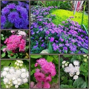 Żeniszek meksykański - MEGA KOLEKCJA - biały różowy niebieski 