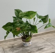 Syngonium pink splash sllusione