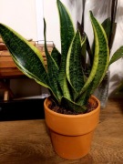 sadzonka sansewieria