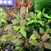 Hygrophila Bold, sadzonka ok 7 cm, hodowla podwodna