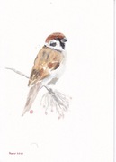 MAZUREK autorska akwarela A4