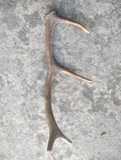 Poroze jelenia gryzak dla psa