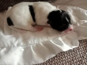 Szczeniaki Jack Russell Terrier FCI, ZKwP- Wrocław