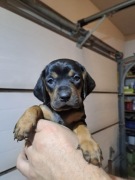 Gończy polski szczeniak z rodowodem ZKwP