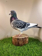 Gołębie pocztowe.Super materiał do rozpłodu . Knapik Piotr i Tomasz