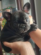 Buldog francuski z PP FCI