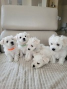 Maltańczyk szczeniak rodowód