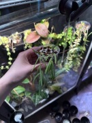 Hoya LINEARIS | hoja